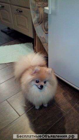 Померанский Шпиц