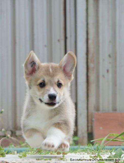 Щенки Вельш корги пемброк