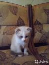 Котенок породы скотиш фолд (мальчик)