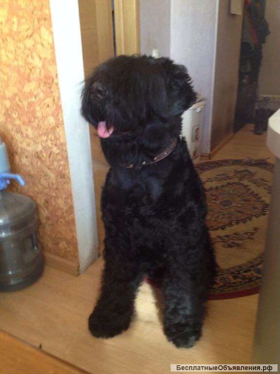 Вязка с кобелём русского чёрного терьера