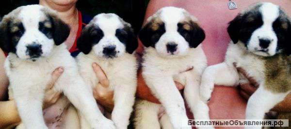 Щенки Московской Сторожевой