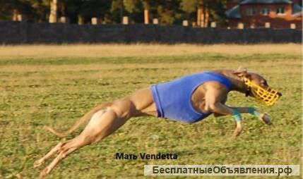 Малая Английская Борзая