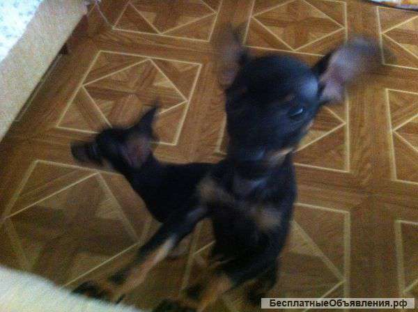 Щенки той-терьеров