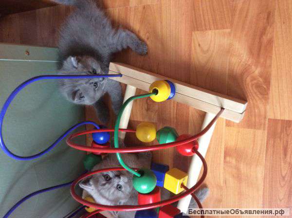 Шотландские плюшевые малыши