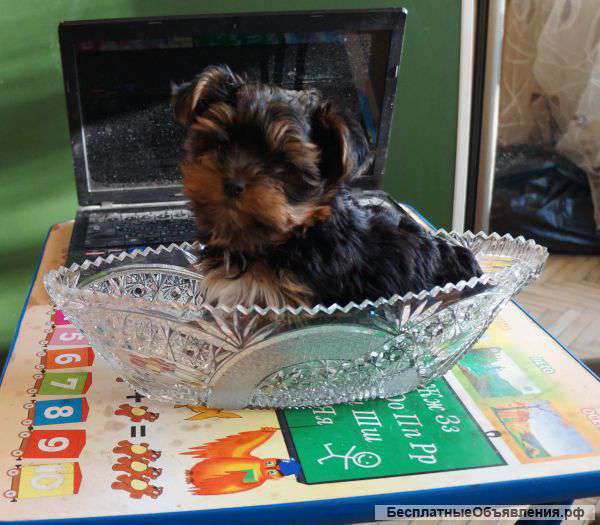 Йорк мини мальчик