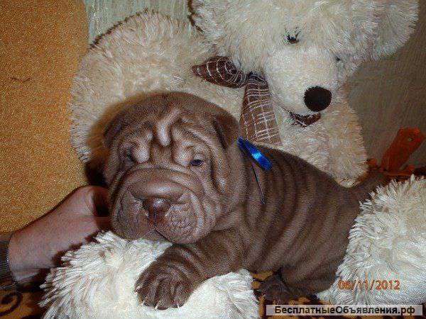 Щенка от Гранд Чемпионов