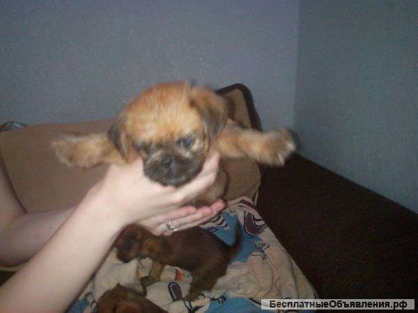 Малышей брюссельский гриффон