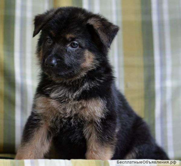 Шикарные девочки немецкой овчарки