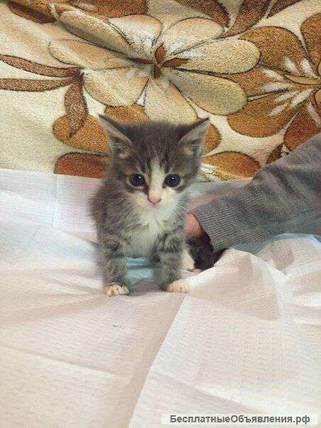 Котенок в добрые руки