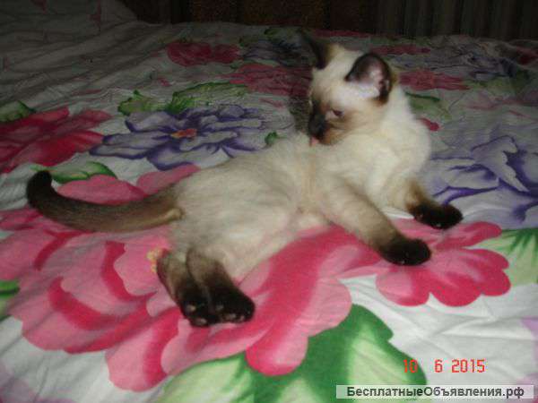 Сиамские котята