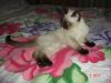 Сиамские котята