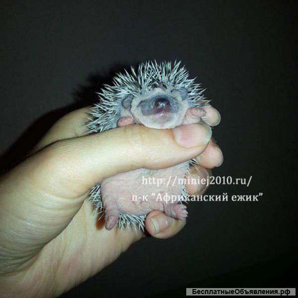 Африканский ежик. Ручные малыши