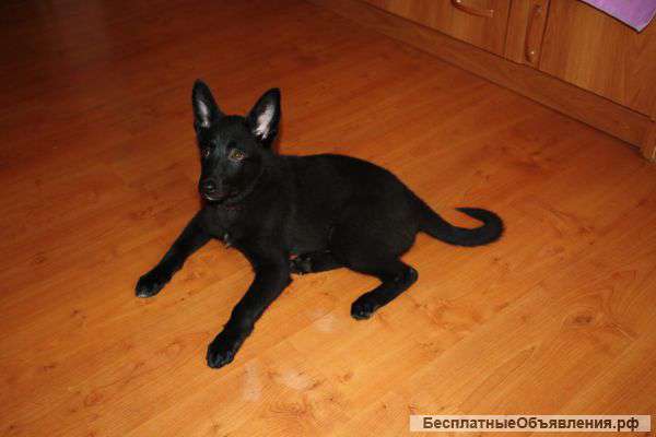 Отдам в хорошие руки