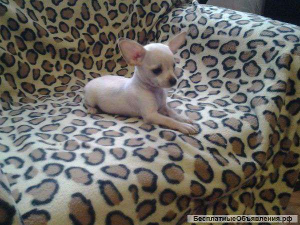 Красивый щенок Чихуахуа