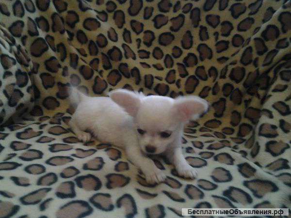Щенок Чихуа-хуа