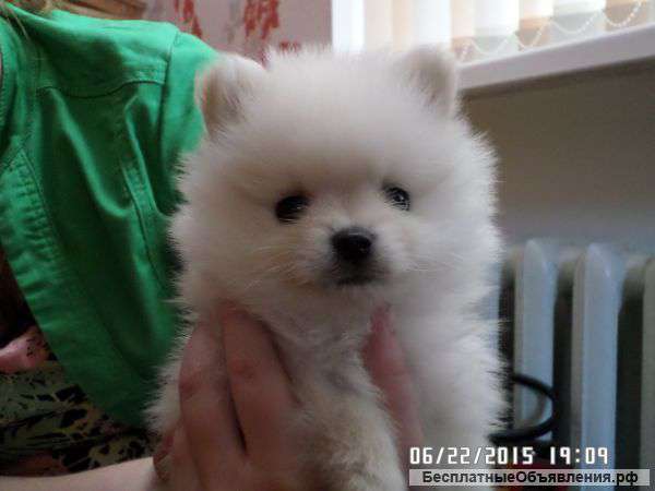 Щенки шпица мини