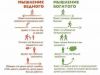 Требуется помощник(ца) руководителя