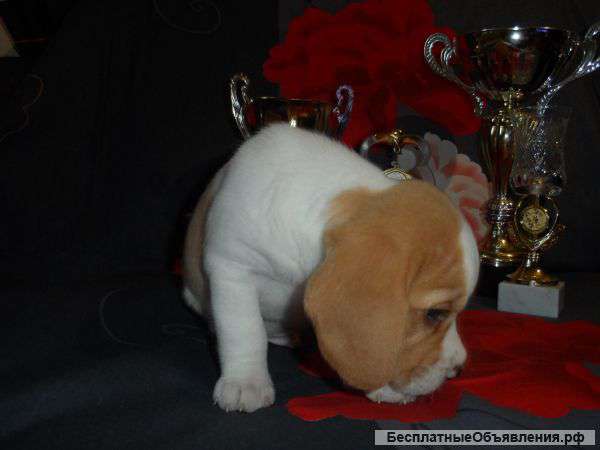 Щенки Биглей