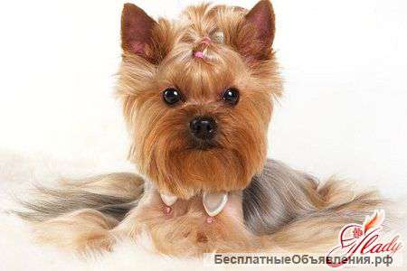 Набор в школу груминга Зоосалона "Жером"