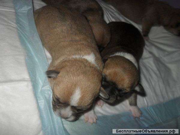 Щенки чихуахуа к резервированию РКФ