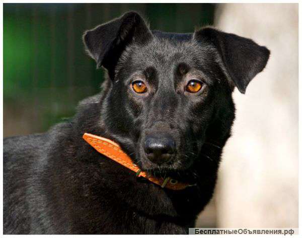 Обаятельная и добрая девочка Лада ждет своего хозяина