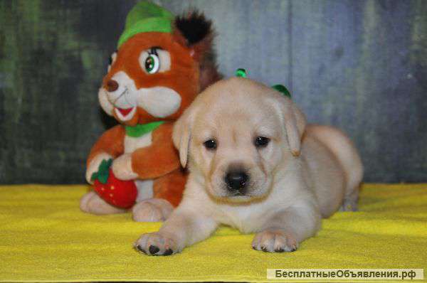 Лабрадор ретривер