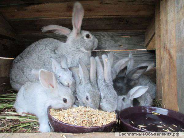 Крольчата мясных пород
