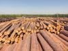 Хвойный пиловочник
