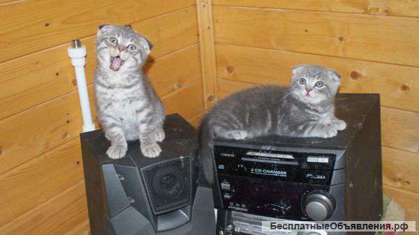 Озорные шалунишки