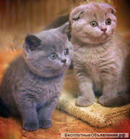 Британских котят