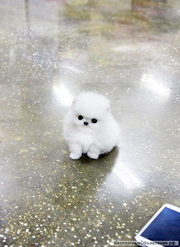 Симпатичные Поморское щенка