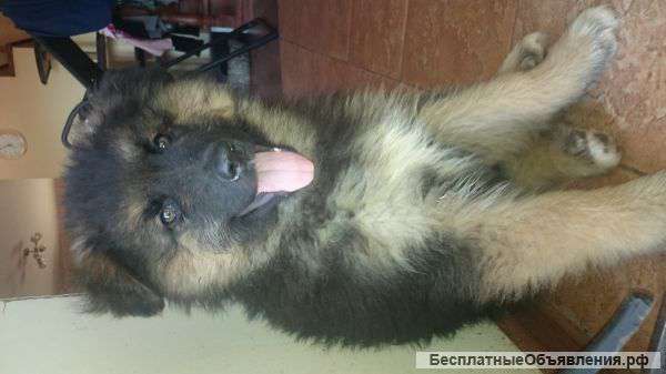 Молодой кобель возраст 9 месяцев