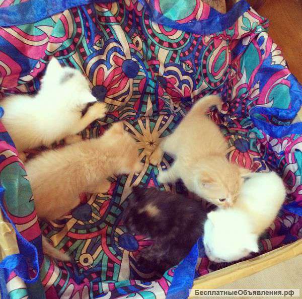 Красивые котята Рыжие, белые и черный