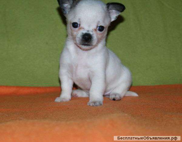 Щенков чихуахуа