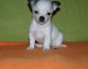 Щенков чихуахуа