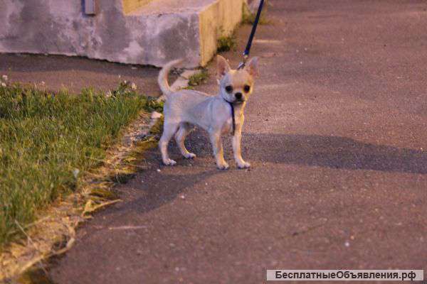 Щенка чихуахуа