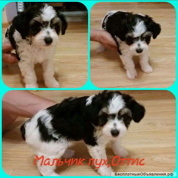 Щенки китайской хохлатой собаки