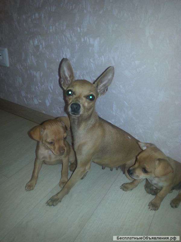 Щенки той-терьера