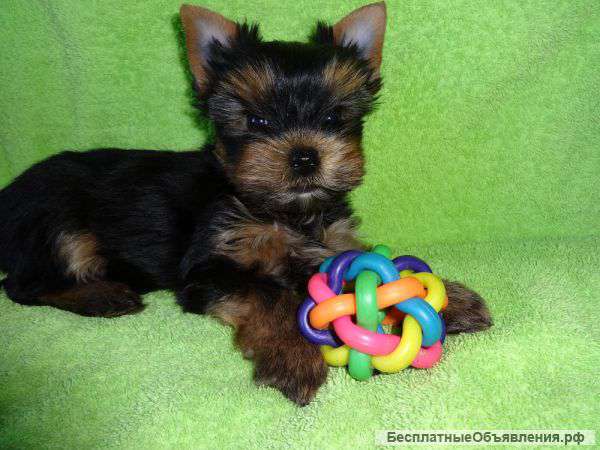 Супер щенки экстра класса