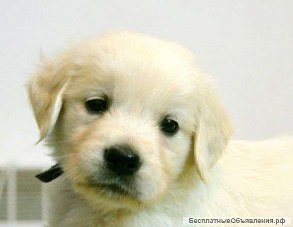 Щенков золотистого ретривера