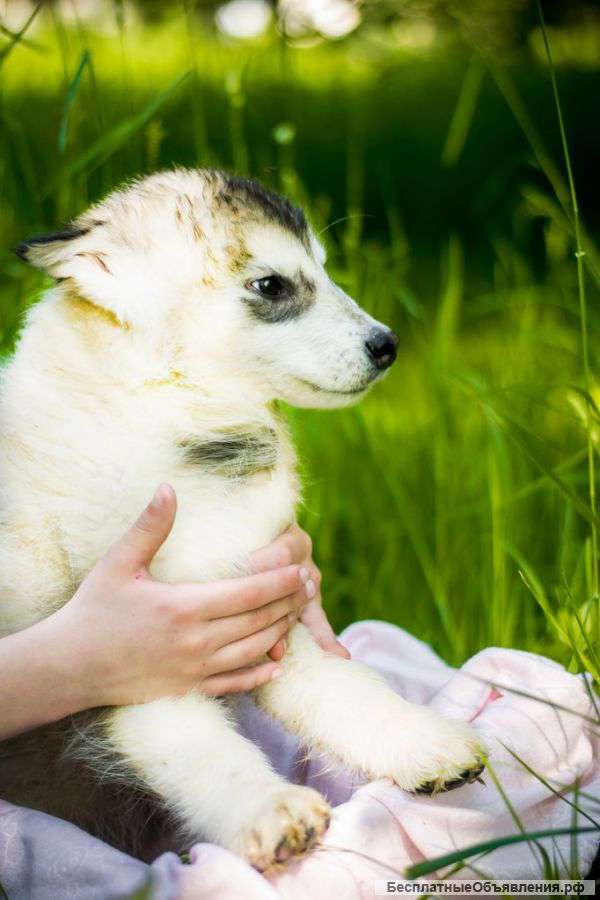 Волки,которые умеют дружить