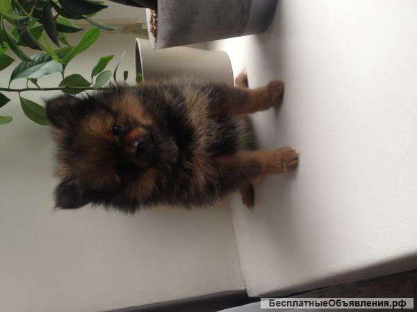 Щенков немецкого шпица