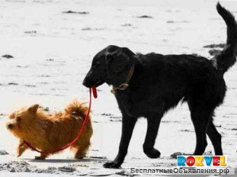 Дрессировка собак в Москве на все 100 %