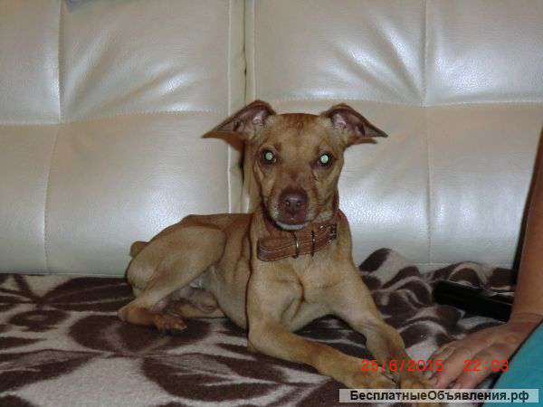 Найдена собачка той-терьер