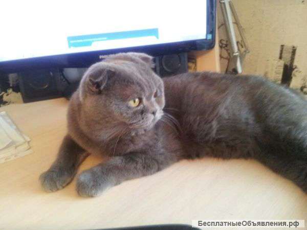 Отдадим в хорошие руки