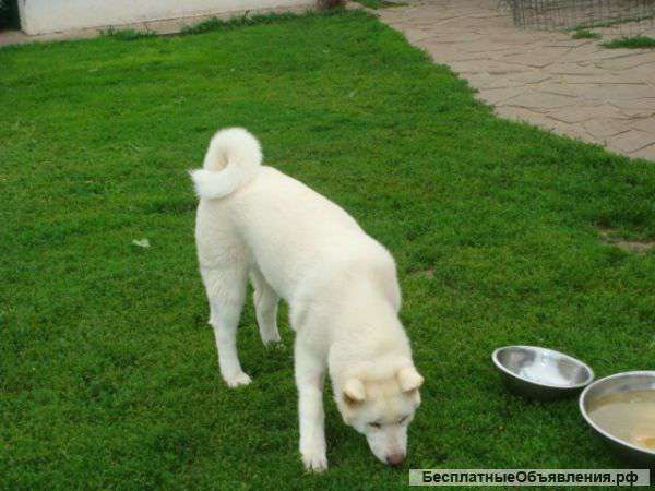 Американская акита щенки
