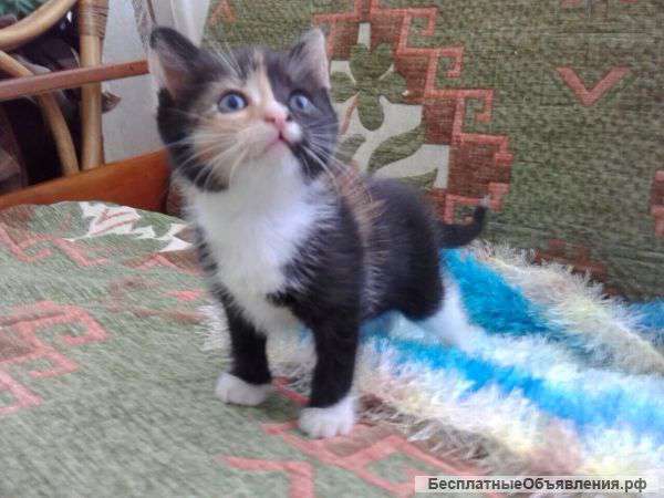 Котенок девочка 1,5 месяца