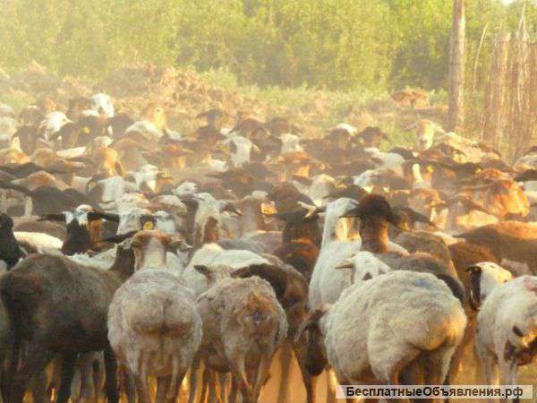 Овцы курдючной породы