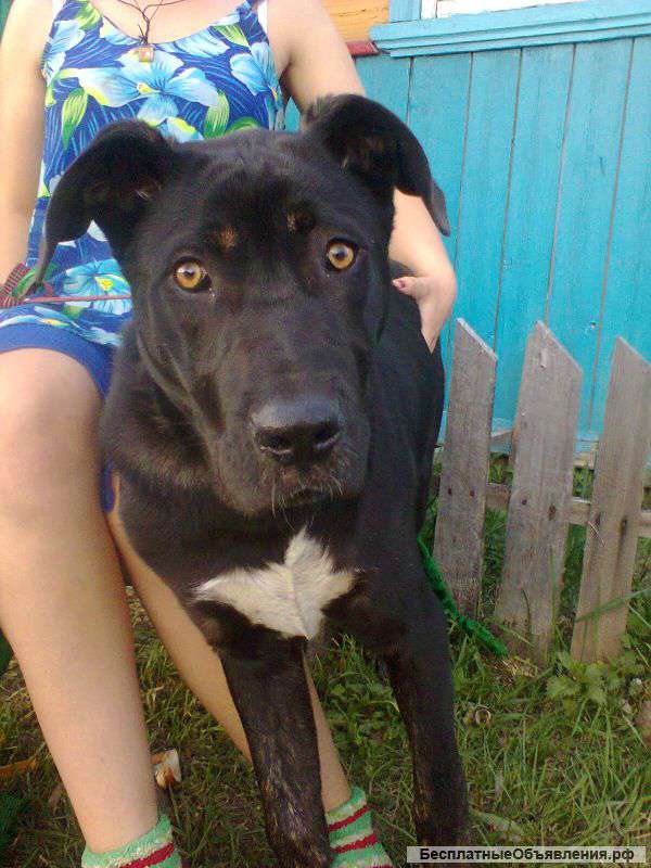 Собака метис