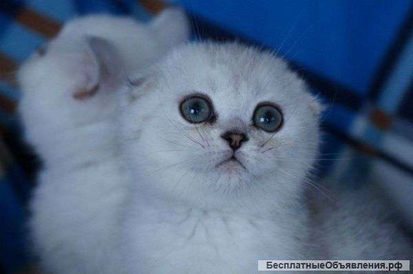 Котята шиншилята